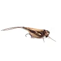 Imago Lures HOPPER 4.5F LBDB Flow - Bez steru